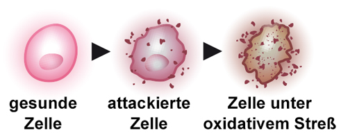 Astaxanthin gegen oxidativen Stress Astaxanthin gegen oxidativen Stress